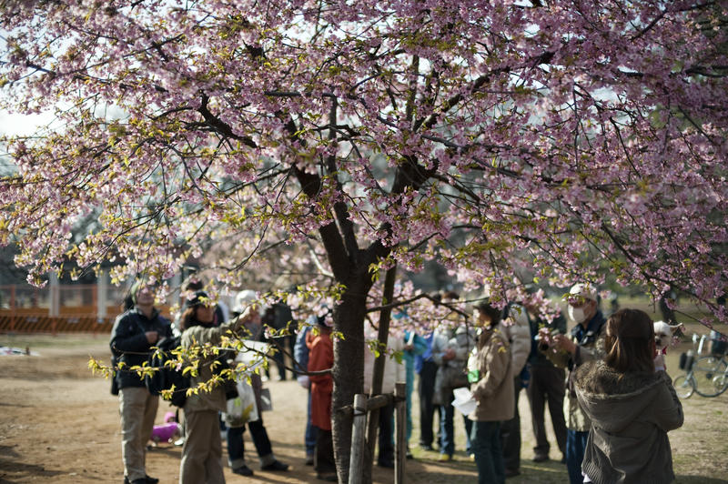 people enoying the annual blossom flowering in Yoyogi Park, Tokyo, Japan