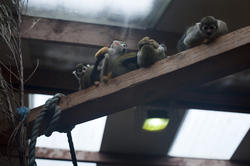 6282   Group of monkeys on a perch