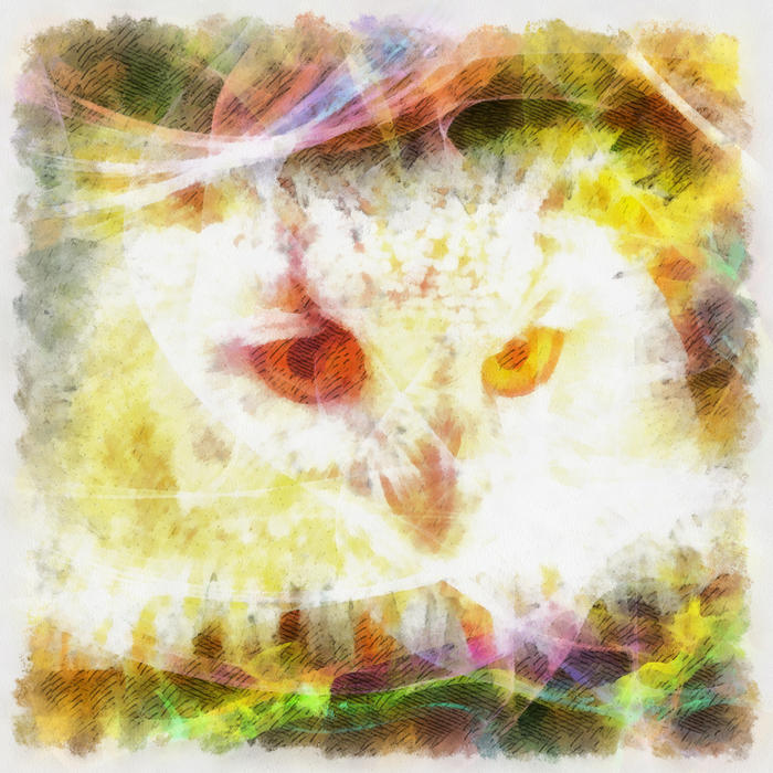 <p>Owl Illustration</p>
