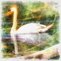 8992   abstract swan
