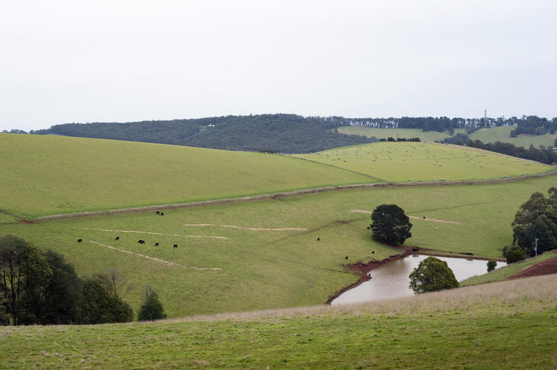 Arable green hillside with a dam and farm paddocks with grazing livestock on rolling English countryside