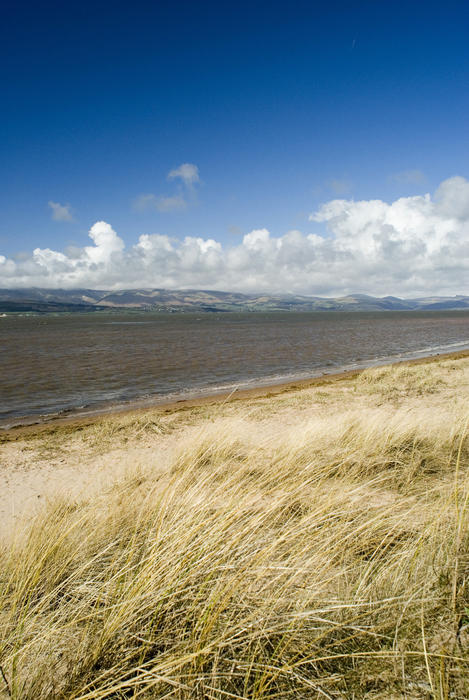 Dune grass on the dunes at Askam in Furness overlooking the Duddon estuary on the Cumbrian coast