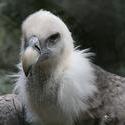 10530   bald eagle