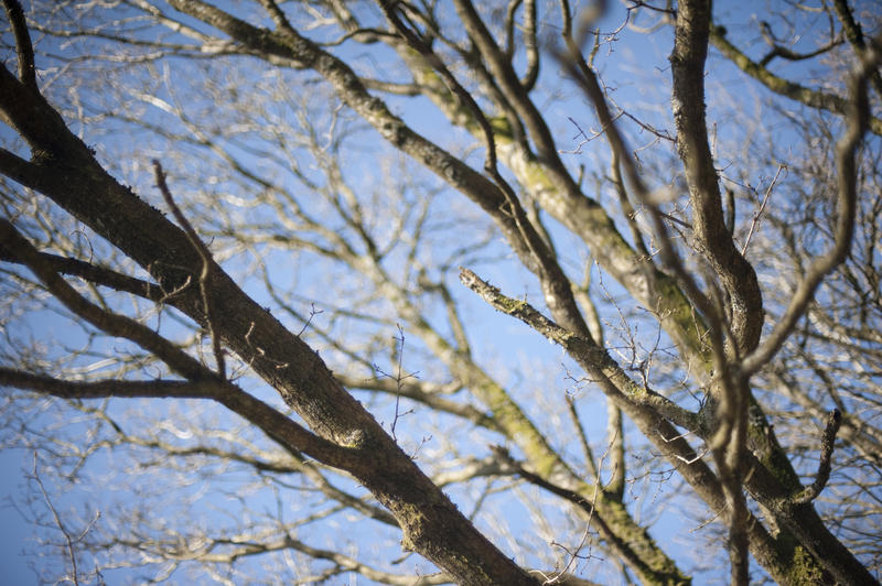 Intricate tracery of bare leafless tree branches against a sunny blue sky in winter, closeup view