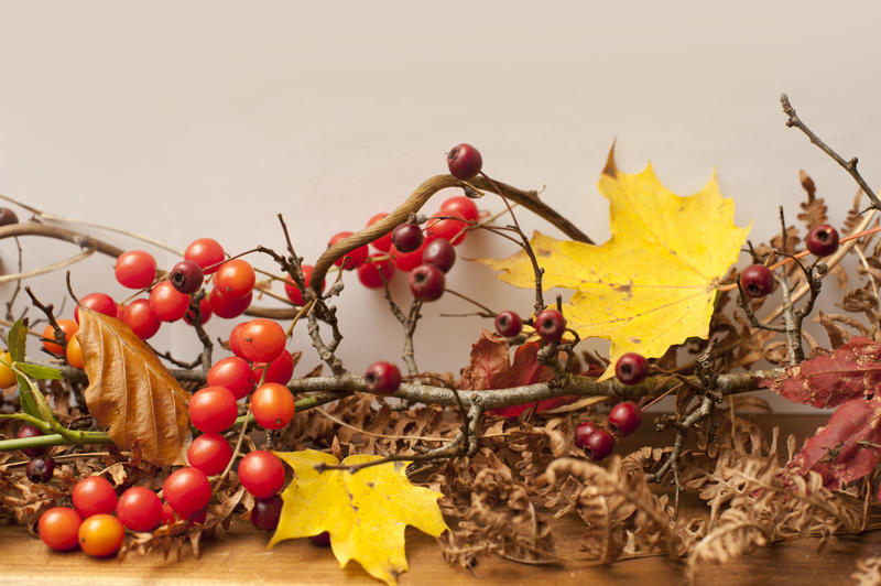 fall berries and fruits twigs and leaves forming a seasonal decorative border