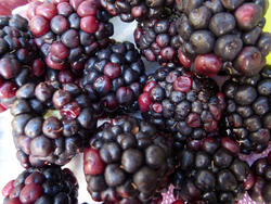 10603   Autumn harvest of wild blackberries