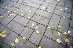 10906   Brick pavement with yellow autumn leaves