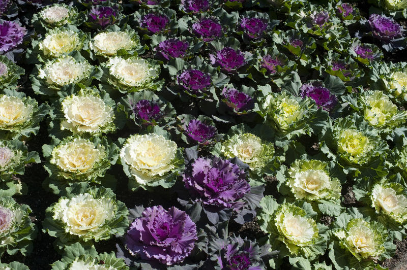 Flowering cabbages, or Brassica oleracea, an edible cabbage bred for its ornamental showy leaves which are often referred to as flowers