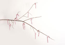 11698   Christmas candy cane decorated branch