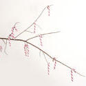 11698   Christmas candy cane decorated branch