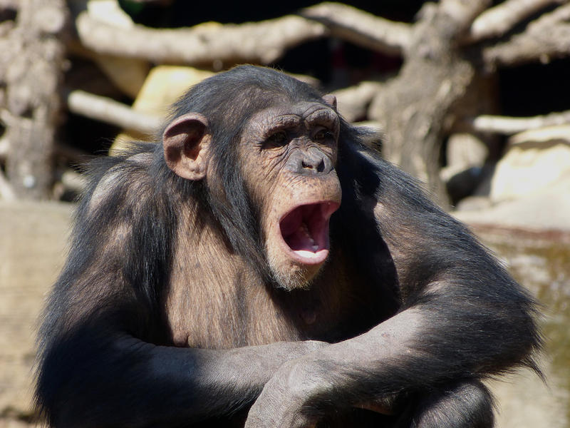 A chimpanzee feeling hot and sleepy in the Bioparc, Fuengirola Zoo