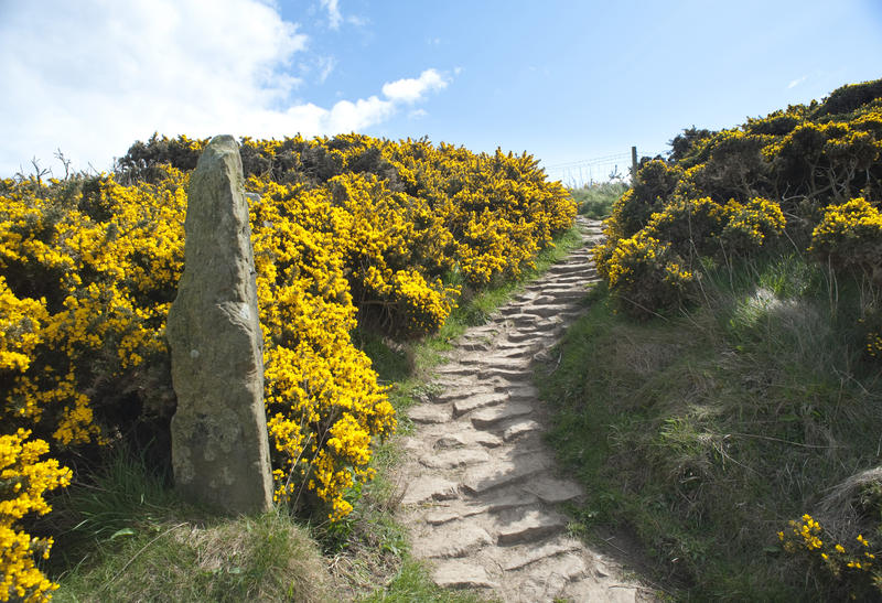 Cleveland pathway leading through colourful yellow gorse bushes as it wends its way along the Yorkshire coastline