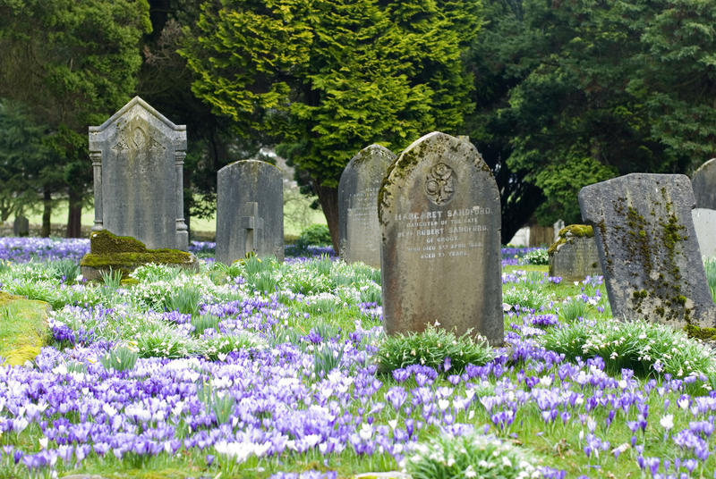 Old stones headstones in a rural churchyard surrounded by colourful flowering spring crocuses