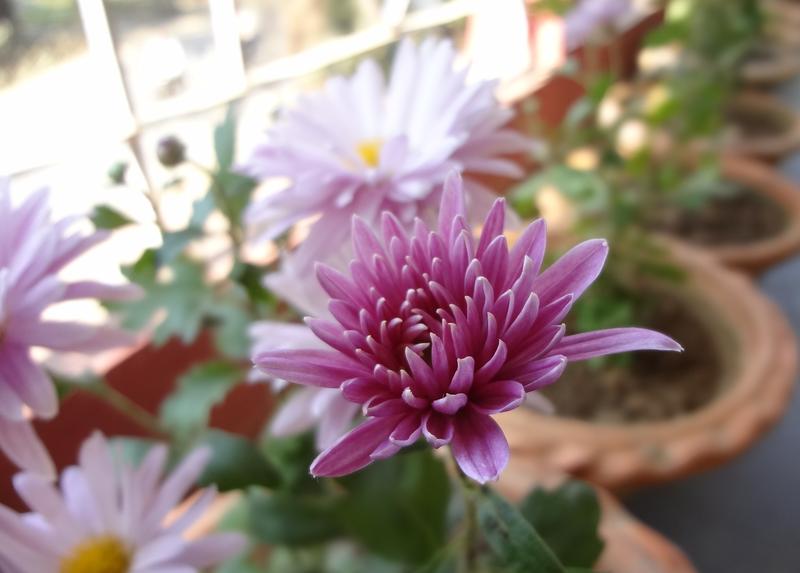 <p>It is chrysanthemum flower</p>
