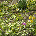 7894   Daffodil and primrose in springtime