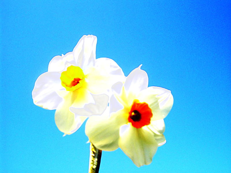 <p>Daffodils.</p>
