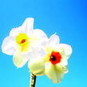 9083   daffodils