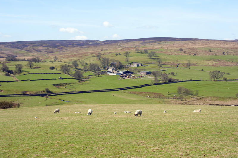 Flock of sheep grazing in fields in the Yorkshire Dales, England