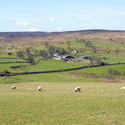 7759   Sheep grazing in the Yorkshire Dales