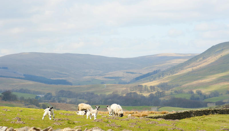 Sheep grazing in the rolling hills of the Yorkshire Dales with two inquisitive lambs looking at the camera