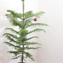 8631   Christmas tree with a single red bauble
