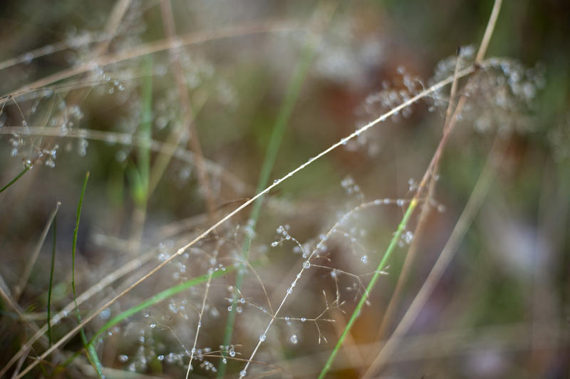 Dew drops on delicate plant stems glistening in the morning light in a pretty dainty nature background