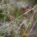 10952   Dew drops on delicate plant stems