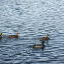 10939   Mallard ducks swimming in a duck pond