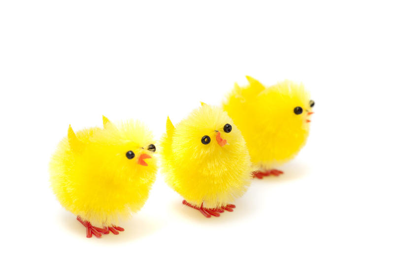 Three cute fluffy feathery yellow toy Easter Chicks with open beaks and raised wings on a white background