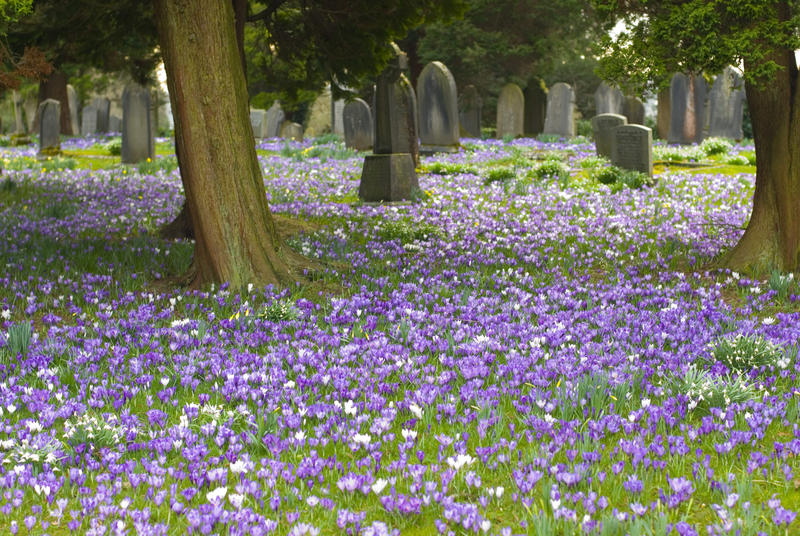 Purple Easter crocus flowers carpeting the ground under the trees in a rural graveyard