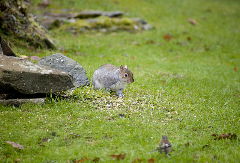 Grey squirrel eating seeds in a garden that have been scattered on a lawn near rocks keeping a beady eye on the camera