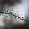 10953   Fir Tree Twig Covered in Dew Drops