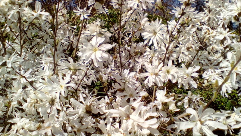 <p>Bright, White &amp; Flowery</p>
