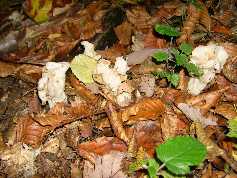 fungus and leaves on a woodland floor