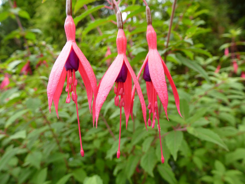 Three pretty dainty hanging pink and purple fuschia flowers outdoors in the garden in front of the bush with shallow dof
