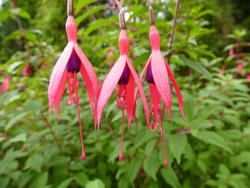10947   Three hanging pink fuschia flowers