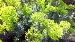 11054   Green shrubs