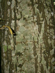 8567   green tree trunk