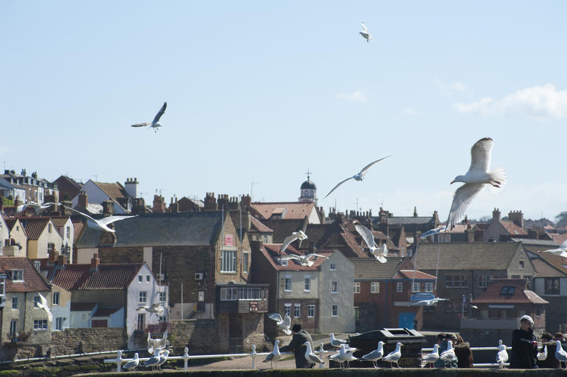 Seagulls flying and wheeling above the harbour at Whitby on the Yorkshire coast