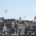 8027   Seagulls at Whitby