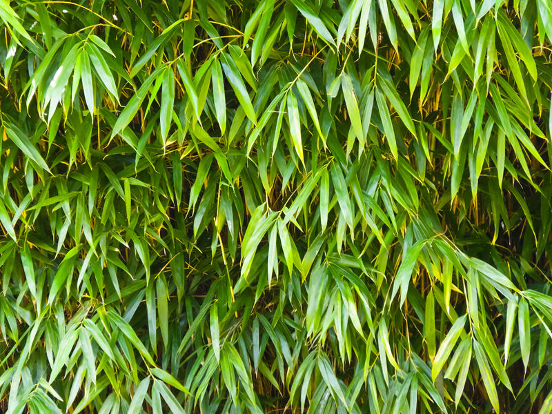 <p>Hanging Leaves</p>Bamboo leaves forming a green textured barrier.