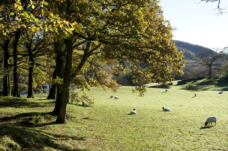 Scenic pastoral landscape in the English Lake District wit a flock of sheep grazing in a lush field with trees and a wooded hill