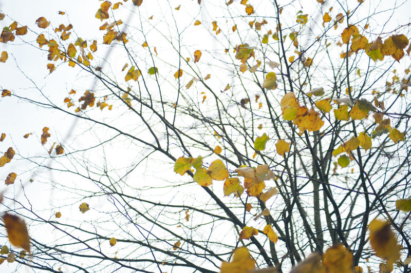 Late autumn tree with a few sparse colorful yellow leaves left on its branches marking the changing of the seasons