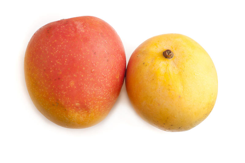 Two whole fresh ripe tropical mangoes for a delicious sweet dessert or snack on a white background