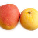 10513   Two whole fresh tropical mangoes