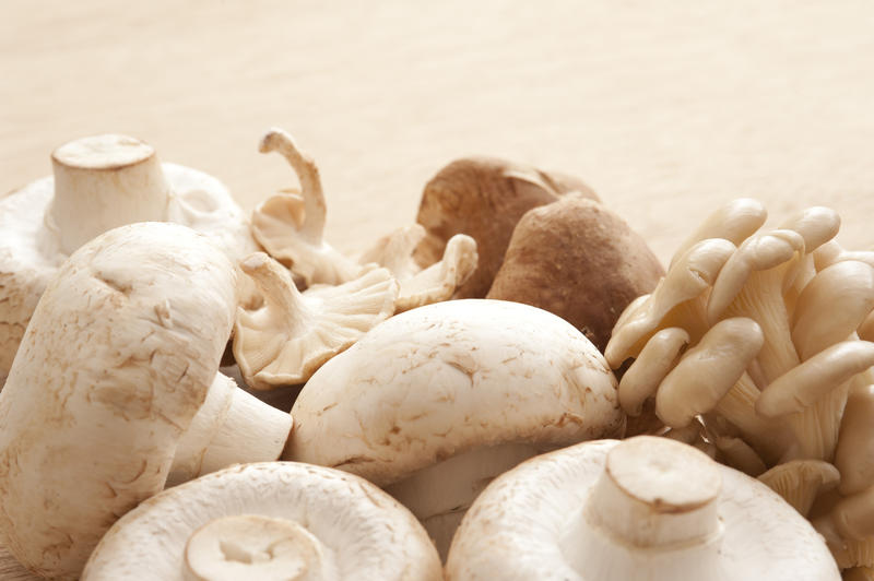 Selection of fresh edible mushrooms consisting of button mushrooms, or agaricus bisporus, with Japanese shimeji and shitake mushrooms over a neutral background