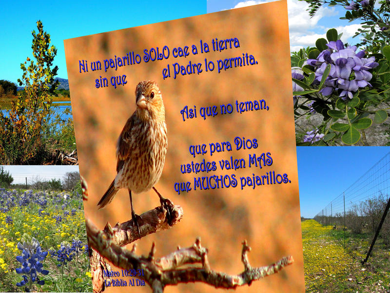 Composite of sparrow with ranchland and flowers. Composite of sparrow with ranchland and flowers