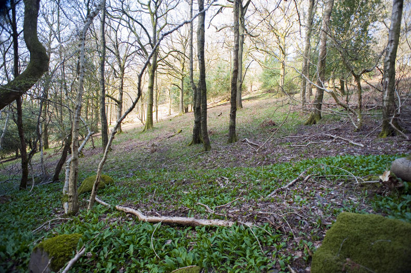 Open woodland on a hillside with bare leafless deciduous trees and fallen dead branches on a sunny winter day