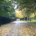 10965   Park Walkway with Fallen Leaves and Side Rails