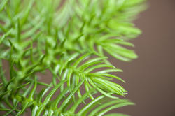 10966   Close Up of Fresh Green New Pine Needle Growth